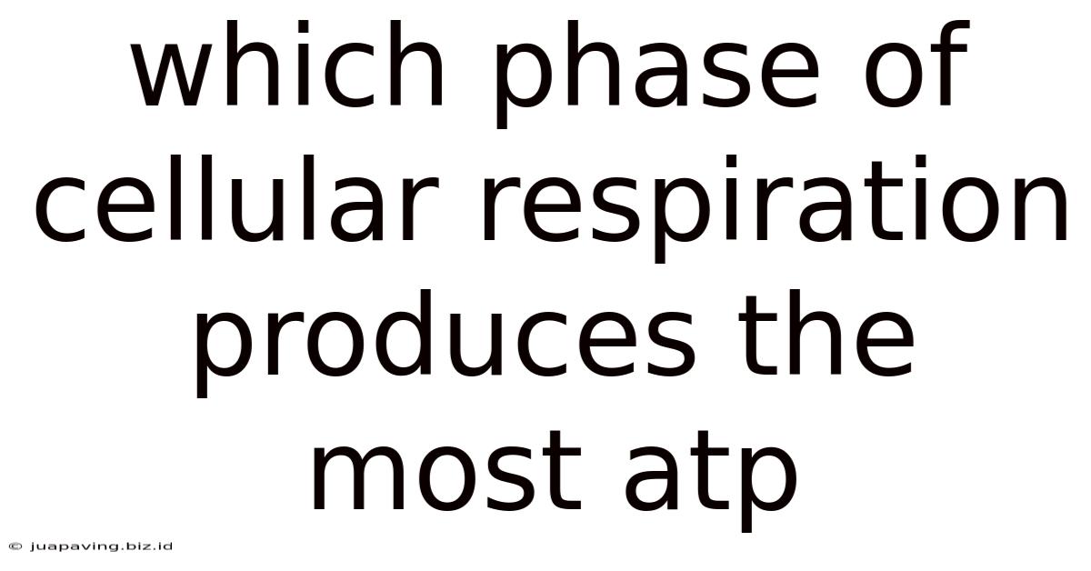 Which Phase Of Cellular Respiration Produces The Most Atp
