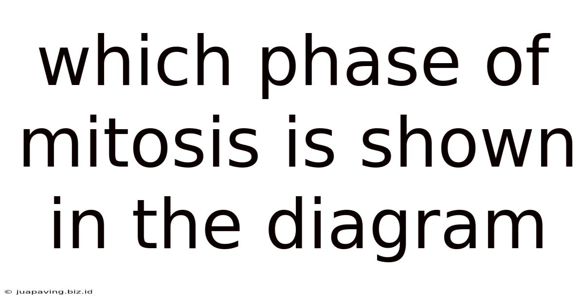 Which Phase Of Mitosis Is Shown In The Diagram