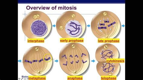 Which Phase Of Mitosis Is Shown In The Image