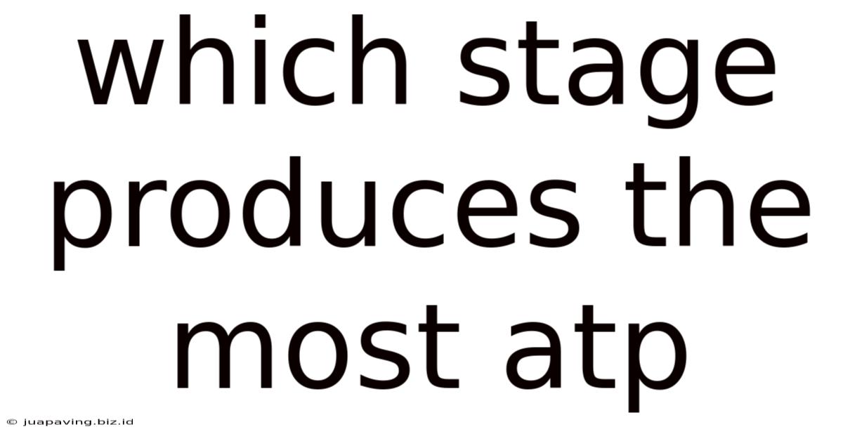 Which Stage Produces The Most Atp