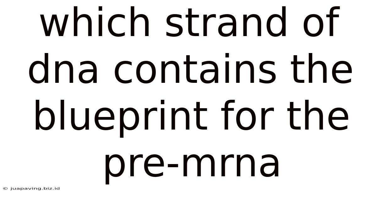 Which Strand Of Dna Contains The Blueprint For The Pre-mrna