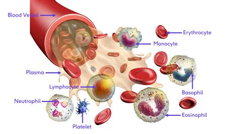 Which Structure Contains Blood With The Highest Oxygen Concentration