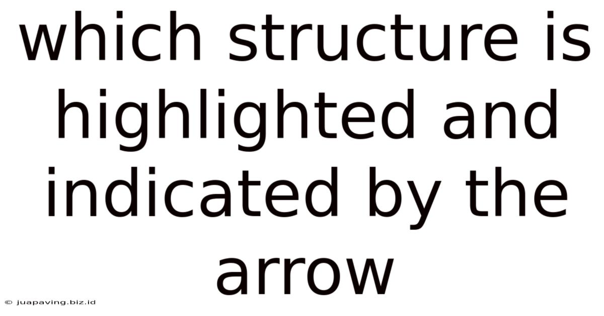 Which Structure Is Highlighted And Indicated By The Arrow