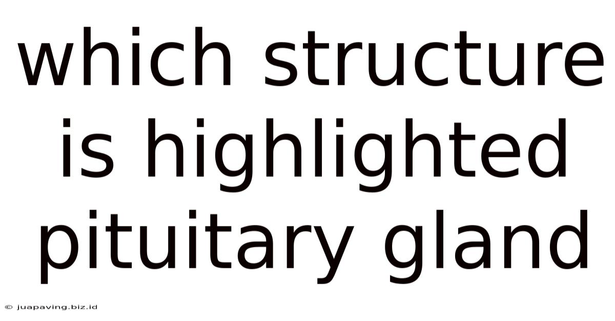 Which Structure Is Highlighted Pituitary Gland