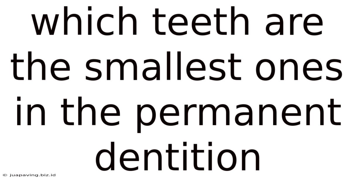 Which Teeth Are The Smallest Ones In The Permanent Dentition