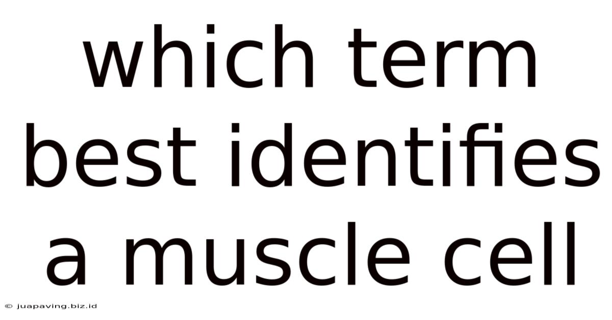 Which Term Best Identifies A Muscle Cell