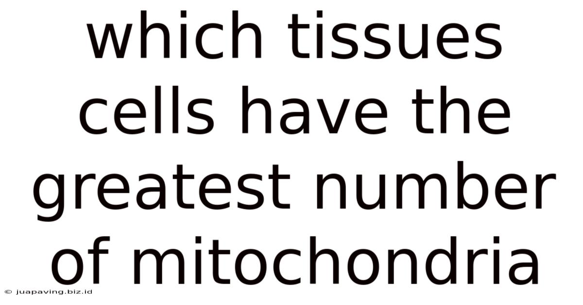 Which Tissues Cells Have The Greatest Number Of Mitochondria