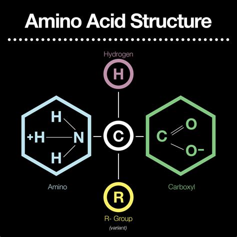 Which Two Functional Groups Are Always Found In Amino Acids