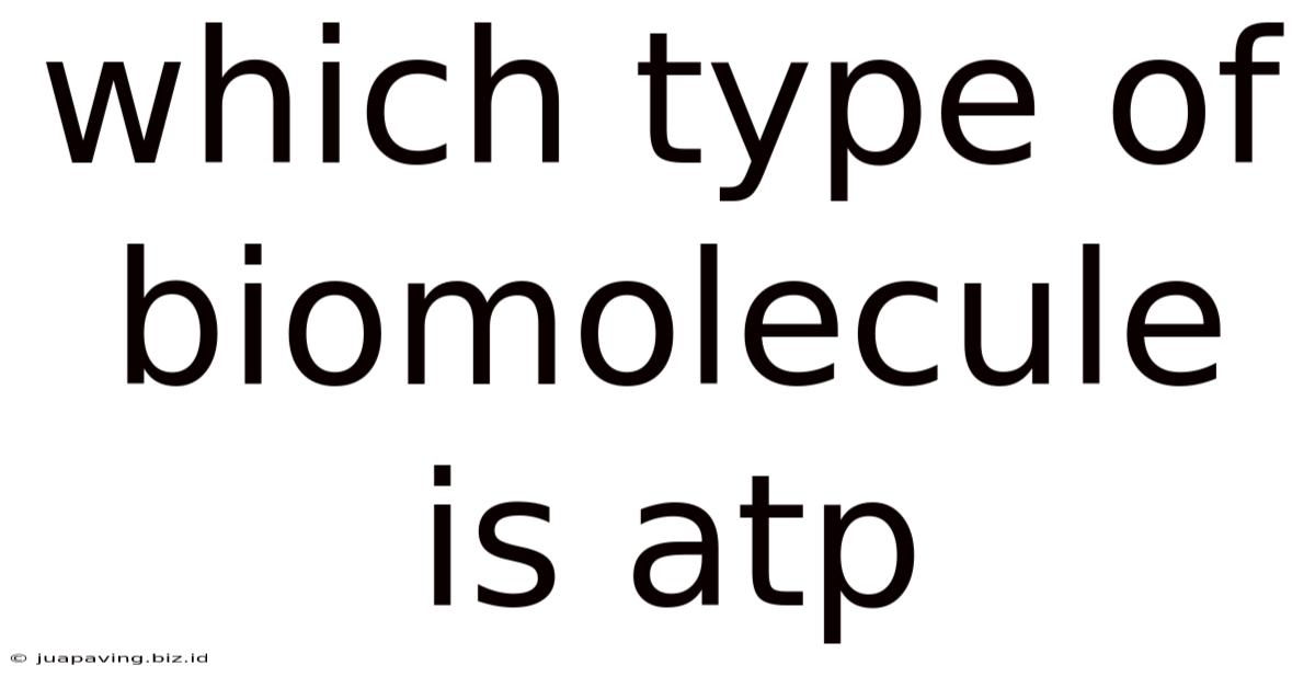 Which Type Of Biomolecule Is Atp
