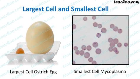 Which Type Of Cell Is The Smallest