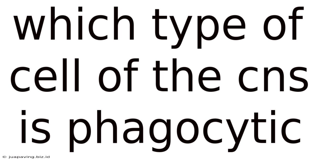 Which Type Of Cell Of The Cns Is Phagocytic