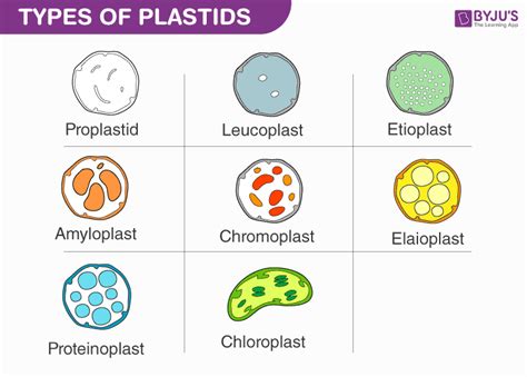 Which Type Of Plastids Store Food