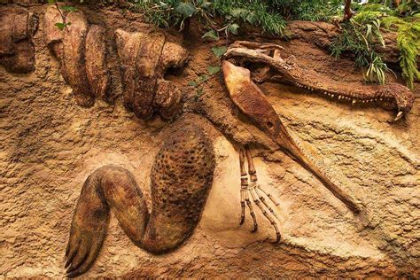 Why Are Fossils Found Mostly In Sedimentary Rocks