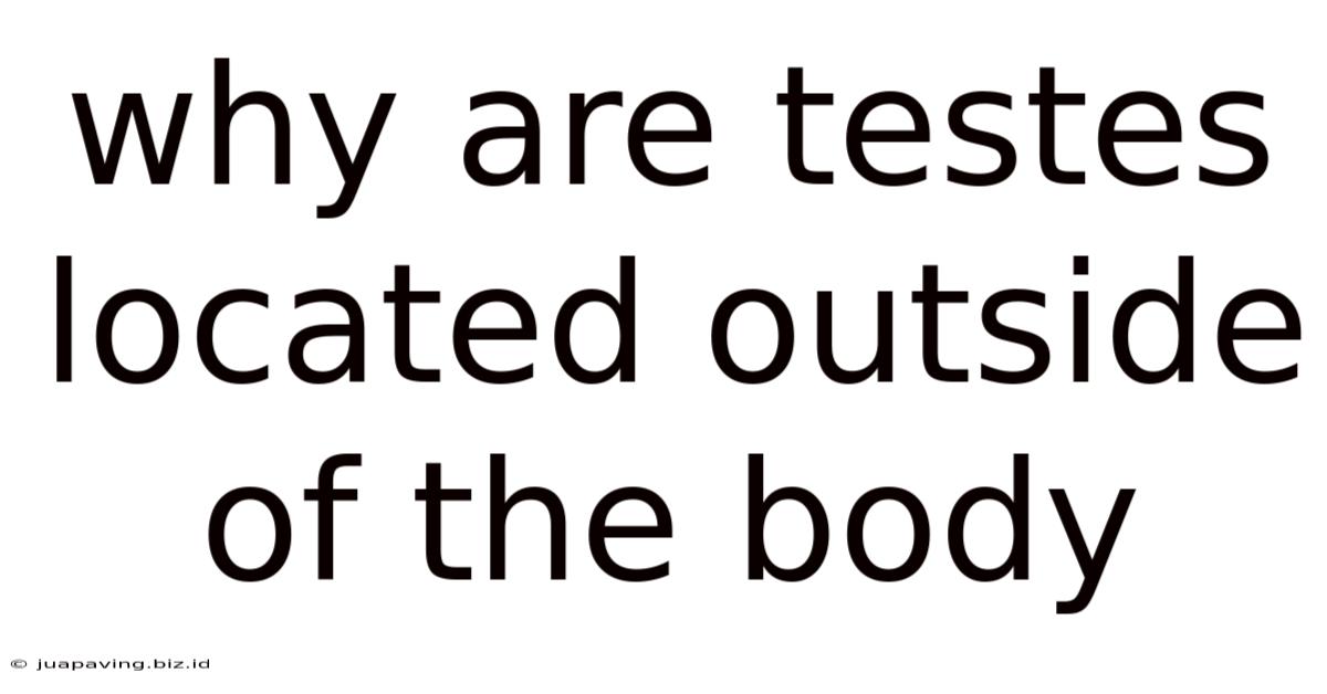 Why Are Testes Located Outside Of The Body