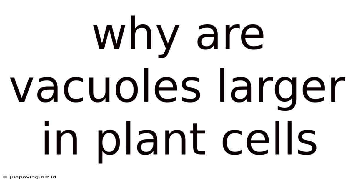 Why Are Vacuoles Larger In Plant Cells
