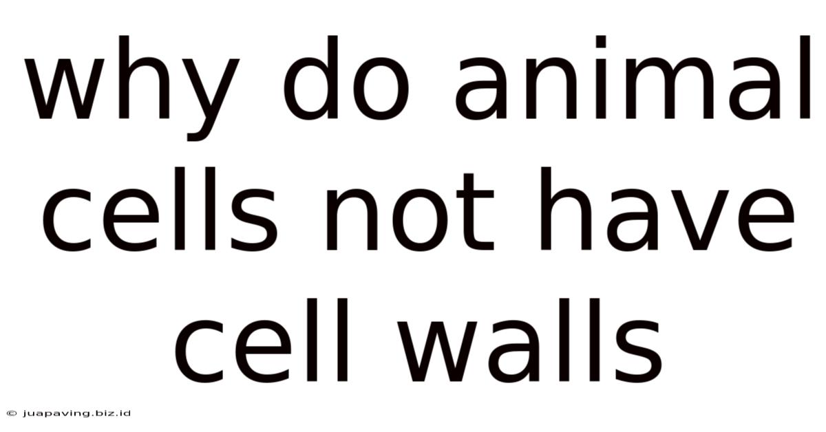 Why Do Animal Cells Not Have Cell Walls