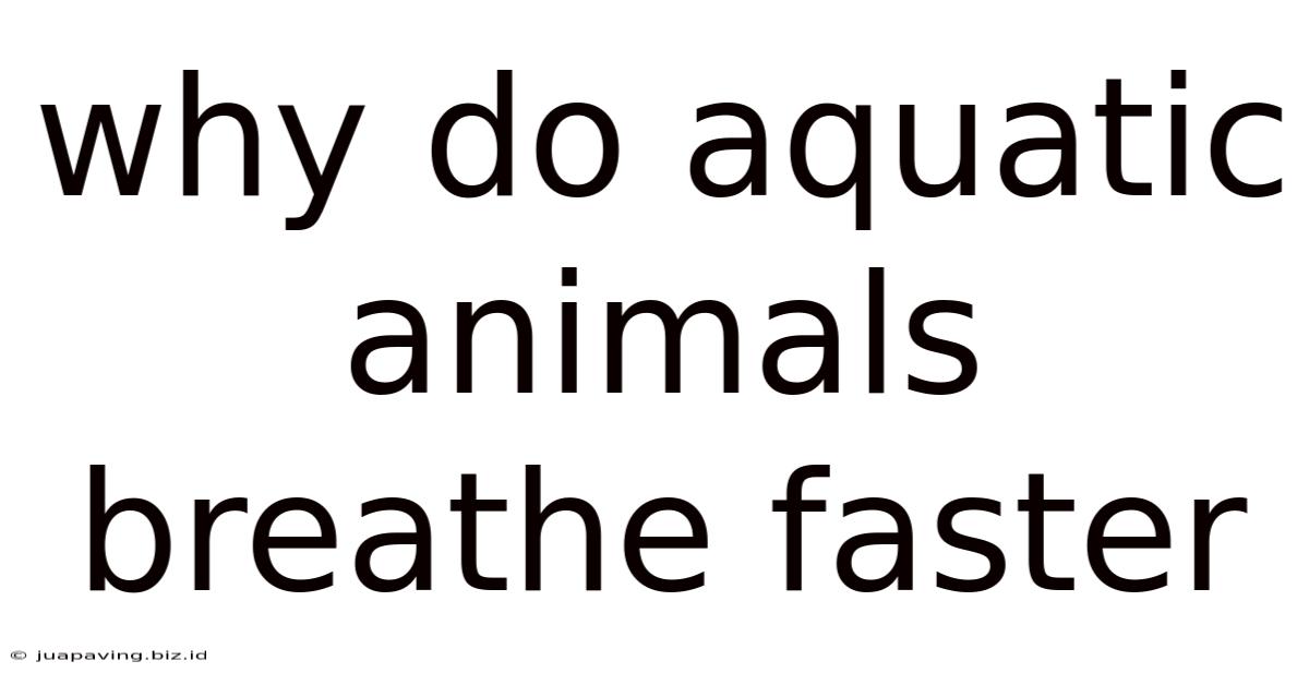 Why Do Aquatic Animals Breathe Faster