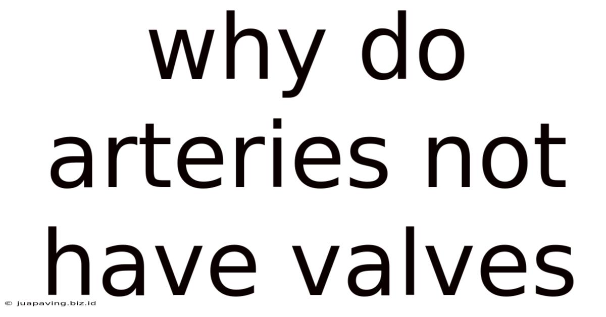 Why Do Arteries Not Have Valves