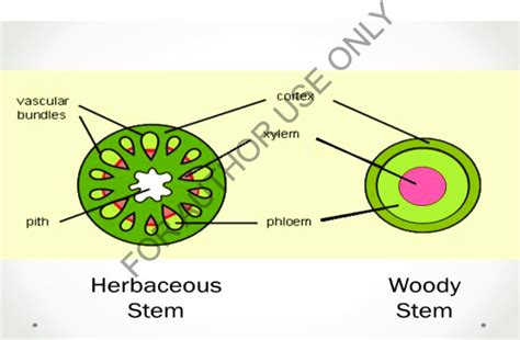 Why Do Different Plants Have Woody Or Soft Stems