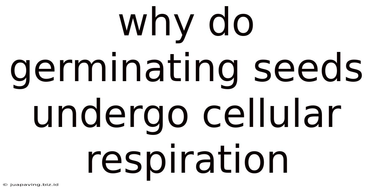 Why Do Germinating Seeds Undergo Cellular Respiration