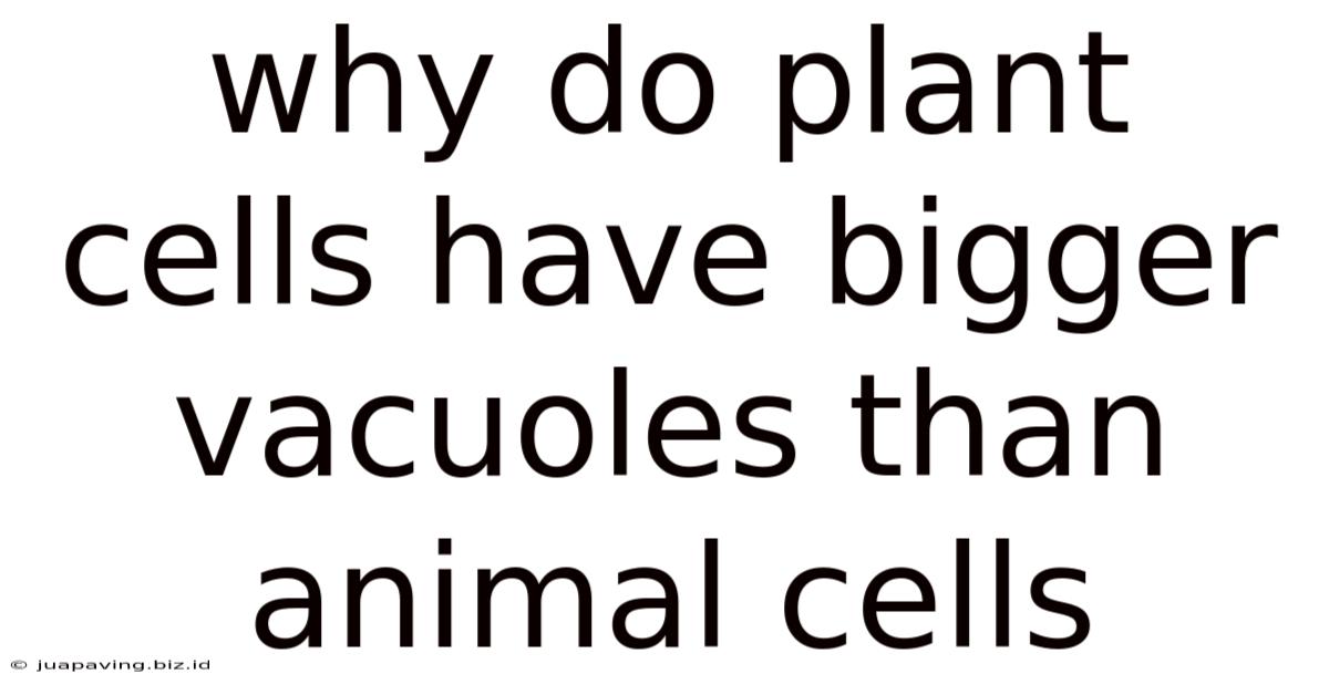 Why Do Plant Cells Have Bigger Vacuoles Than Animal Cells