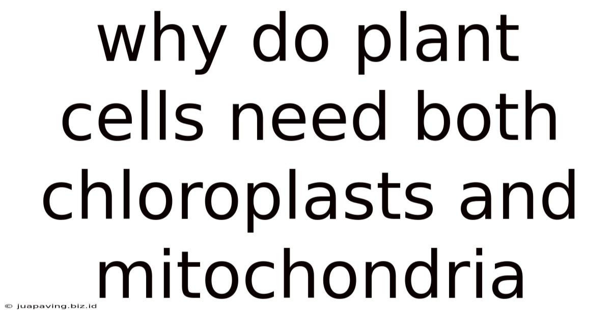 Why Do Plant Cells Need Both Chloroplasts And Mitochondria