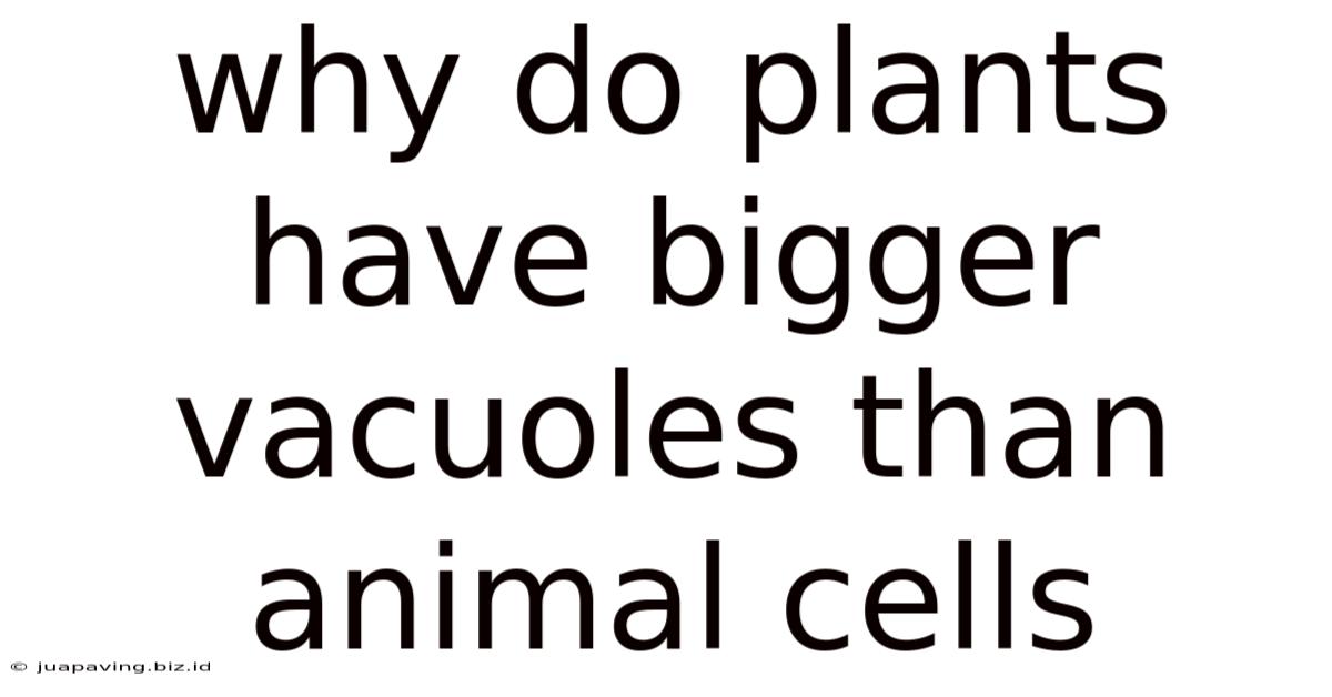 Why Do Plants Have Bigger Vacuoles Than Animal Cells