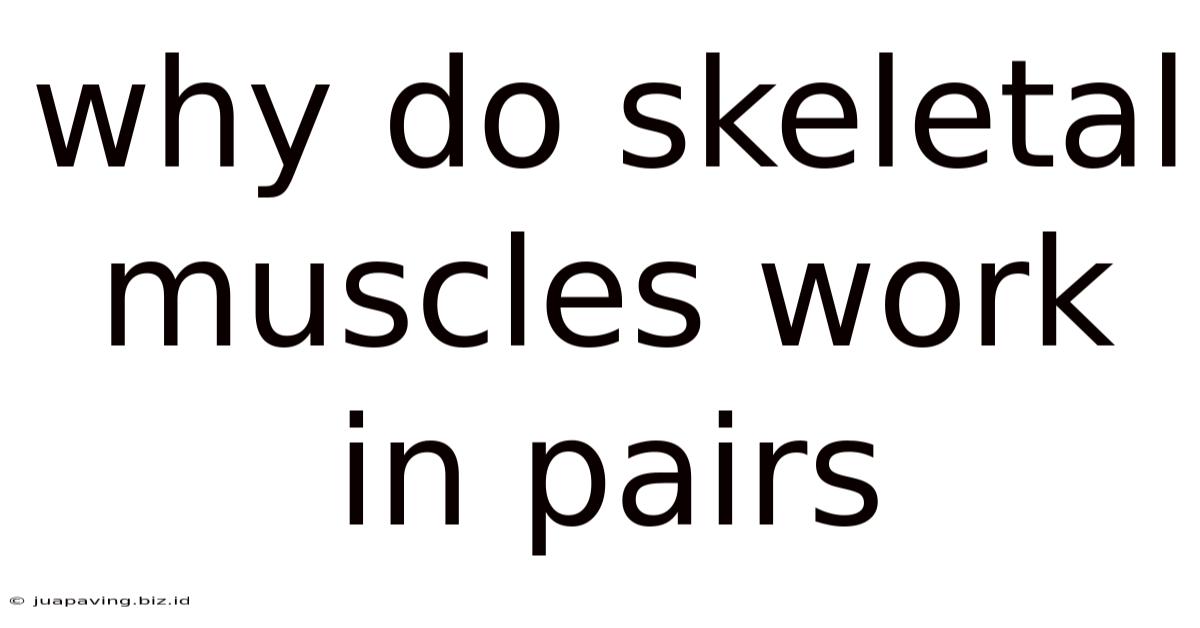 Why Do Skeletal Muscles Work In Pairs