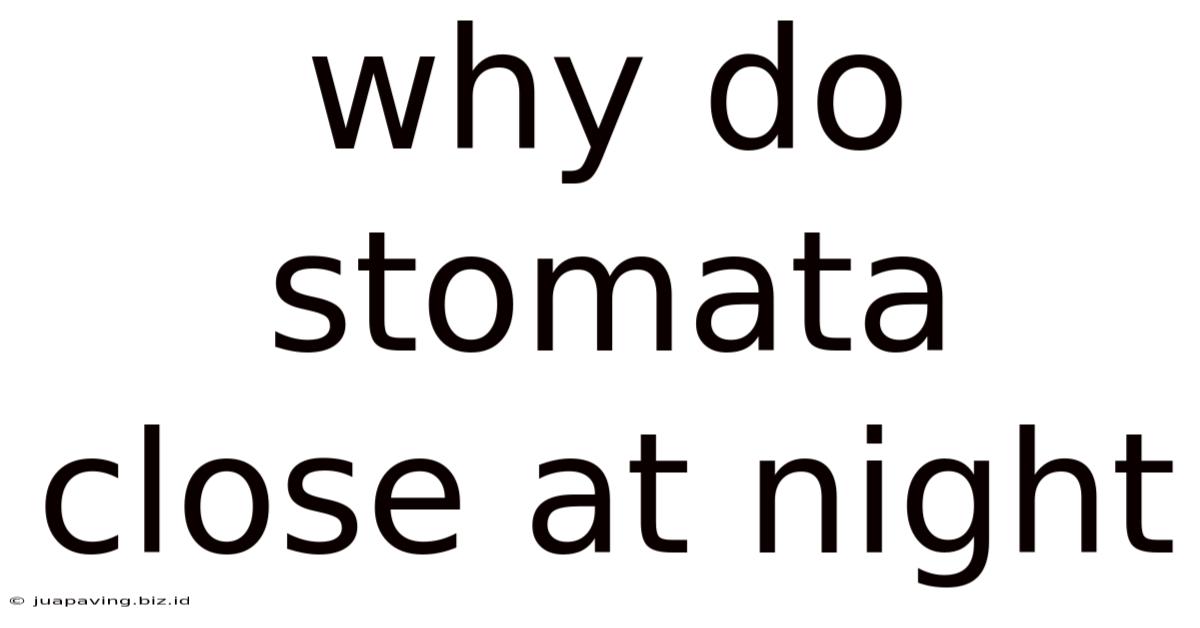 Why Do Stomata Close At Night