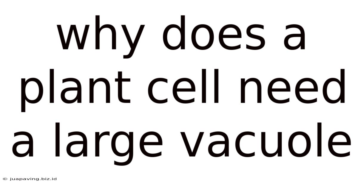 Why Does A Plant Cell Need A Large Vacuole