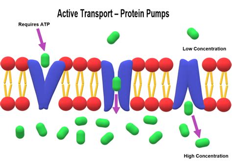 Why Does Active Transport Require Energy