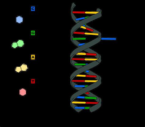 Why Does Dna Have A Negative Charge