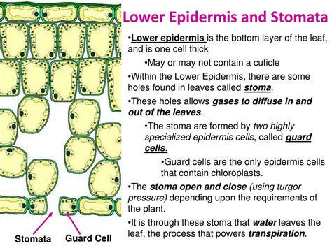 Why Does The Lower Epidermis Have More Stomata