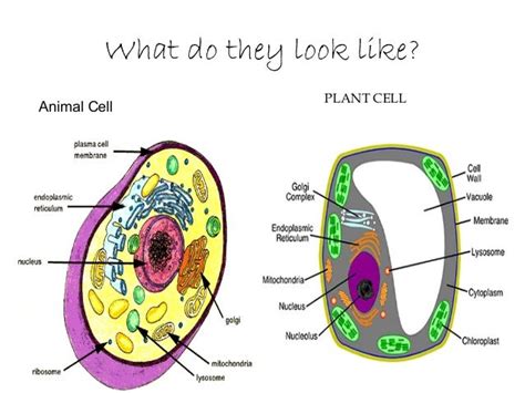 Why Don't Animal Cells Need Chloroplast