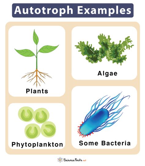 Why Is A Plant Classified As An Autotroph