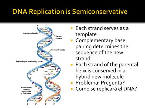 Why Is Dna Considered To Be Semiconservative