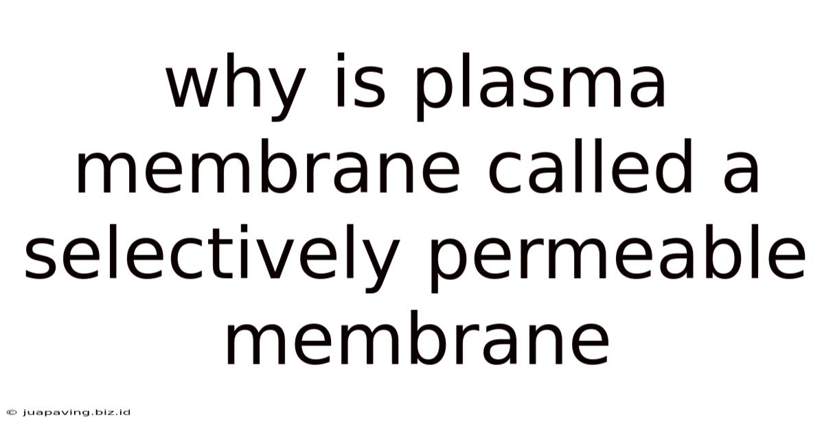 Why Is Plasma Membrane Called A Selectively Permeable Membrane