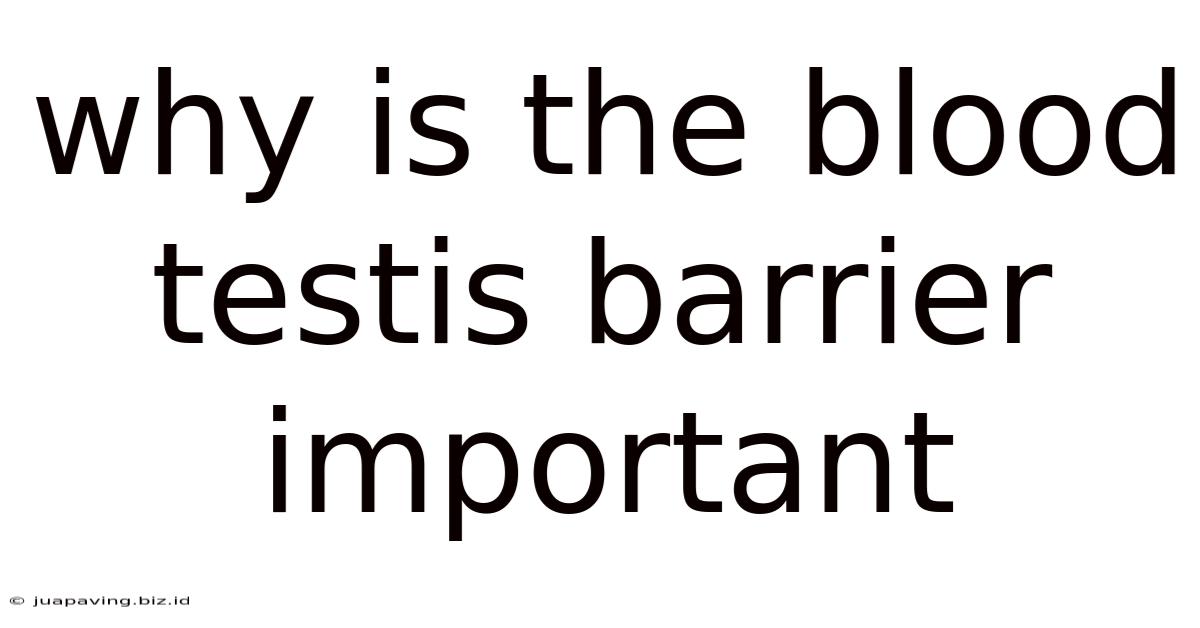 Why Is The Blood Testis Barrier Important
