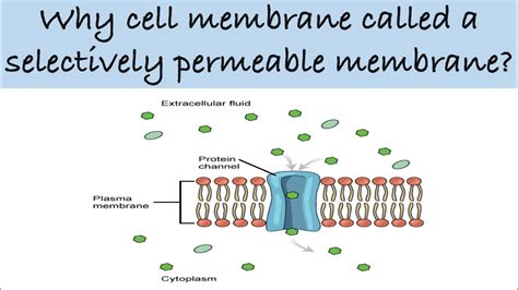 Why Is The Cell Membrane Called Selectively Permeable