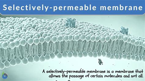 Why Is The Cell Membrane Said To Be Selectively Permeable