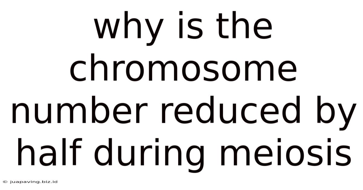 Why Is The Chromosome Number Reduced By Half During Meiosis