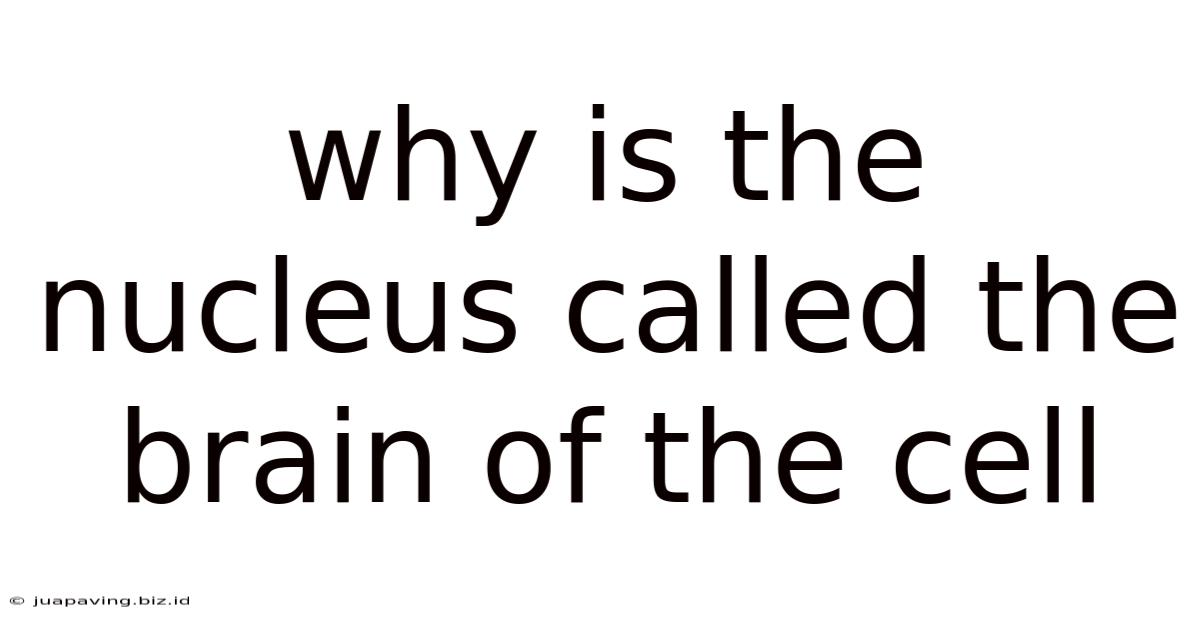 Why Is The Nucleus Called The Brain Of The Cell