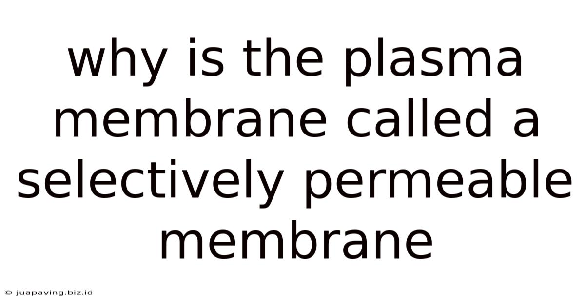 Why Is The Plasma Membrane Called A Selectively Permeable Membrane