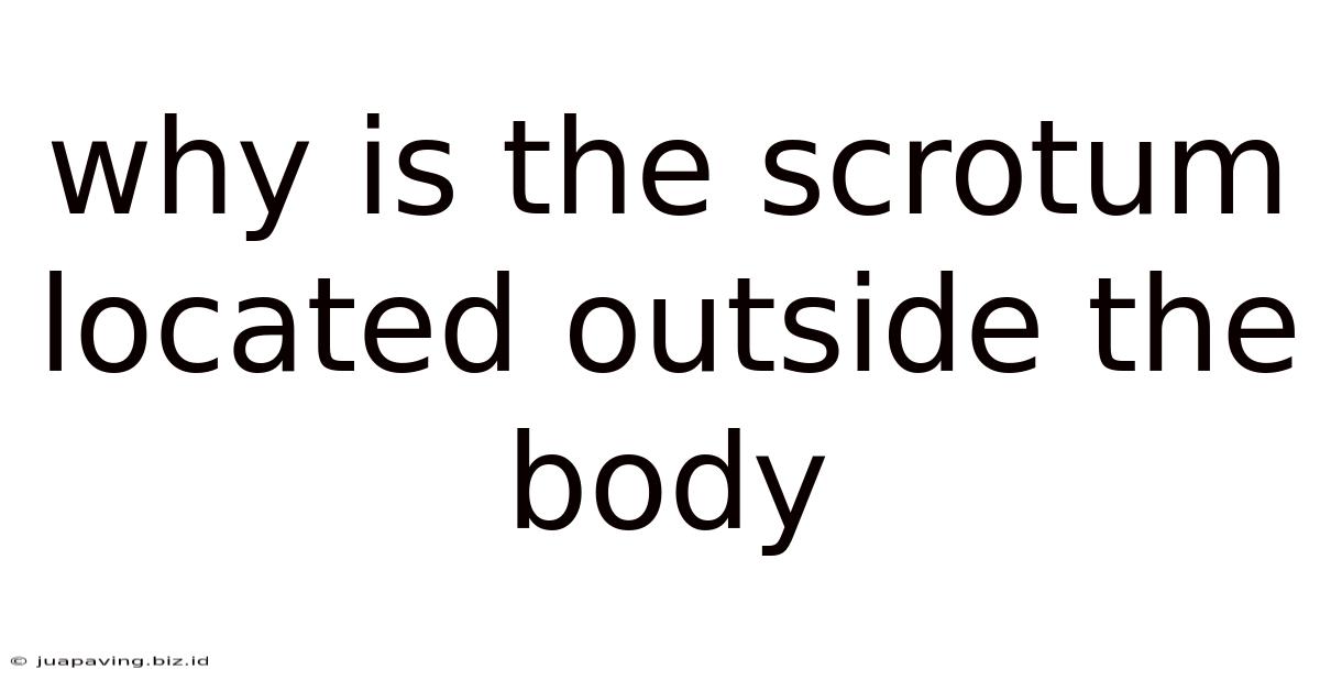 Why Is The Scrotum Located Outside The Body