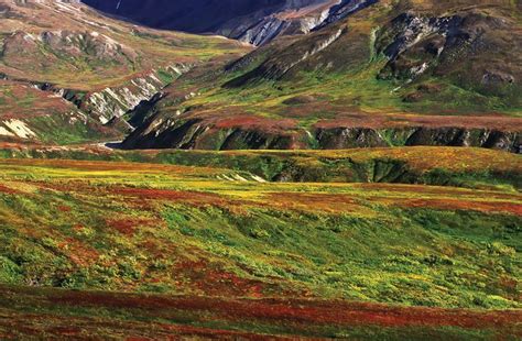 Why Is There Limited Vegetation In The Tundra