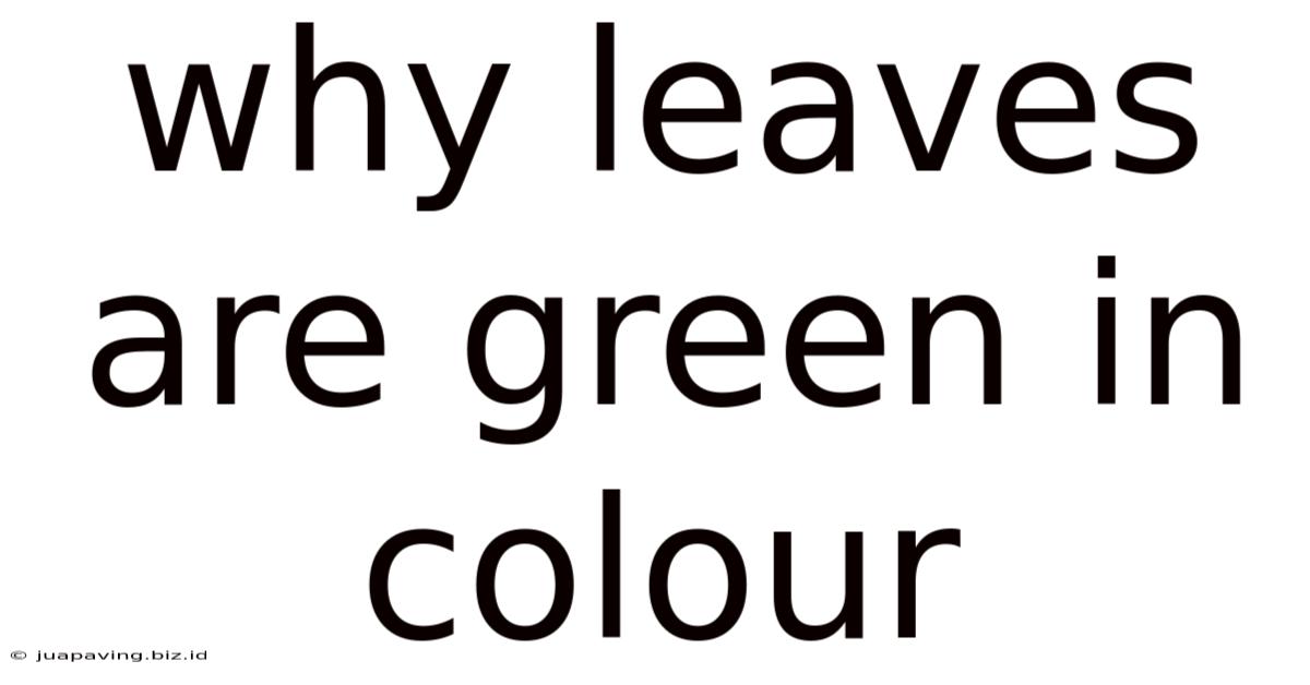Why Leaves Are Green In Colour