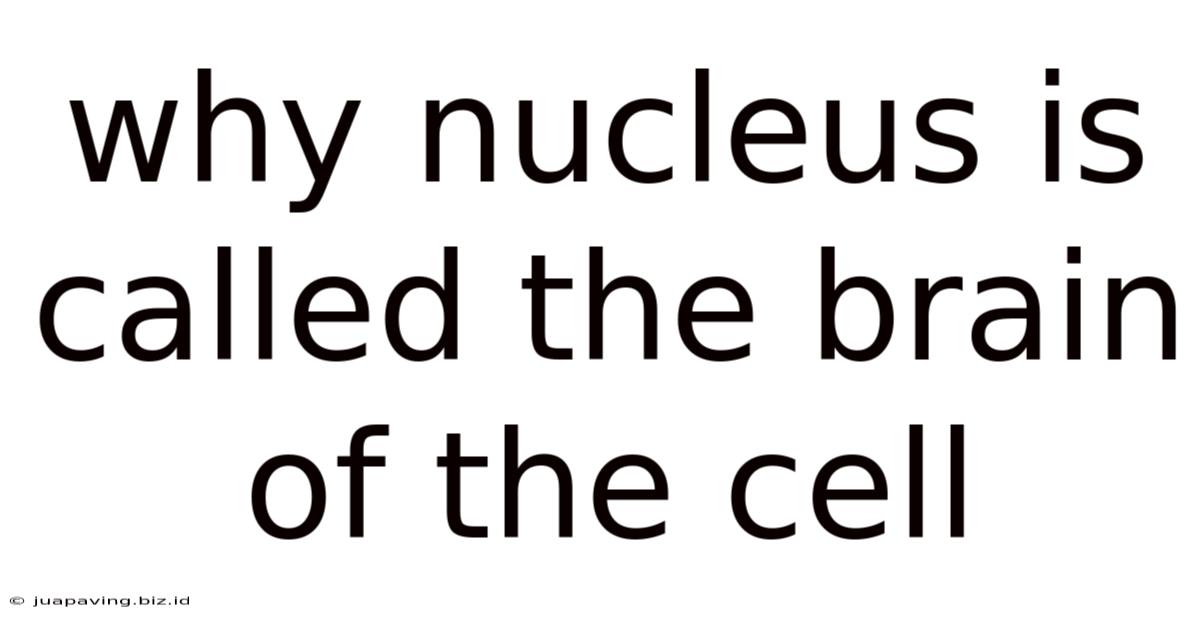 Why Nucleus Is Called The Brain Of The Cell