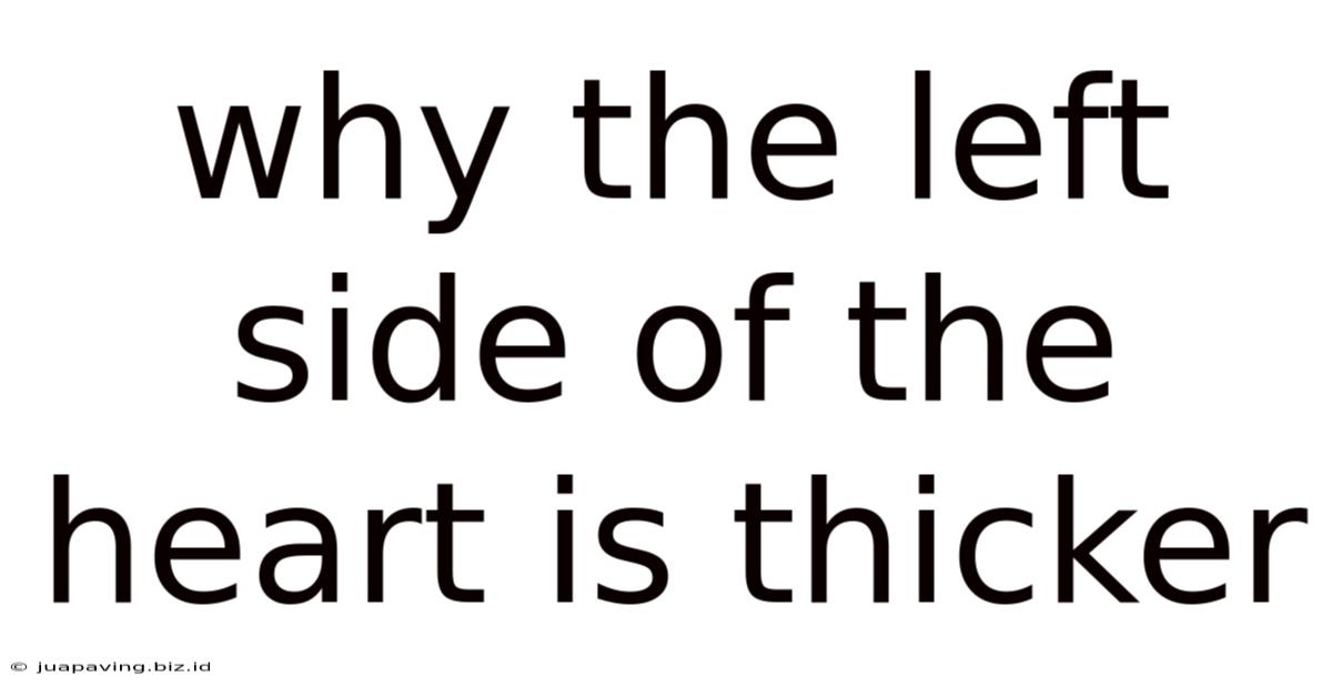 Why The Left Side Of The Heart Is Thicker