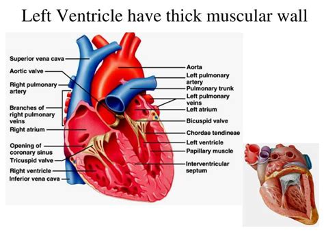 Why The Wall Of The Left Ventricle Is Thicker