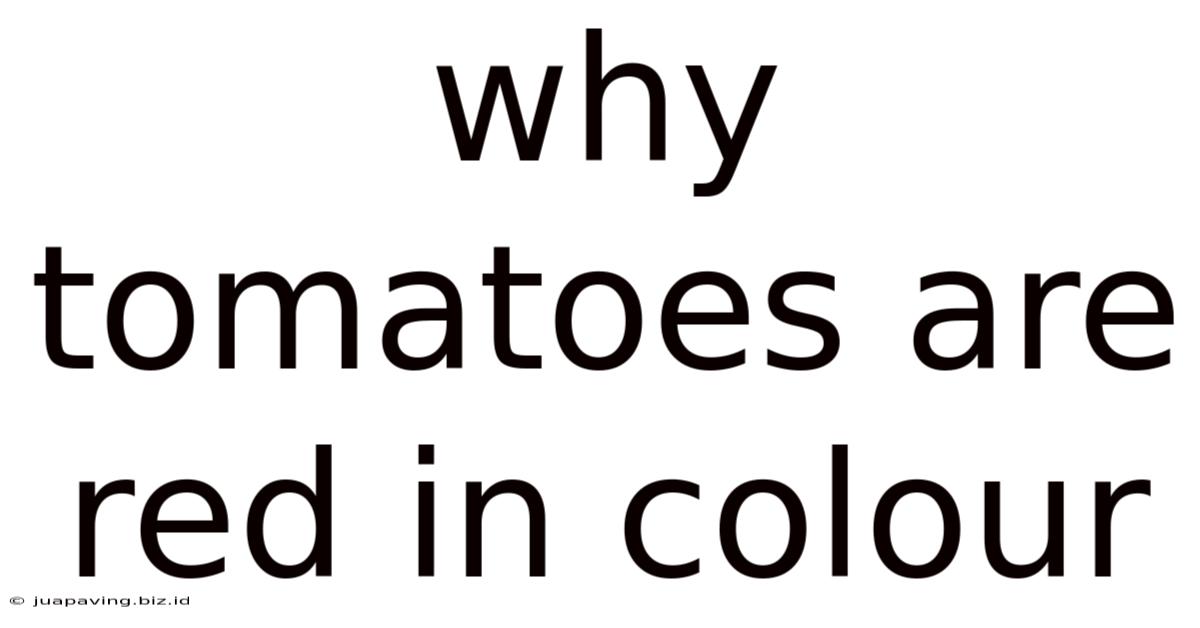 Why Tomatoes Are Red In Colour